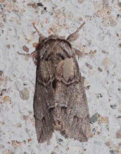 Drymonia velitaris